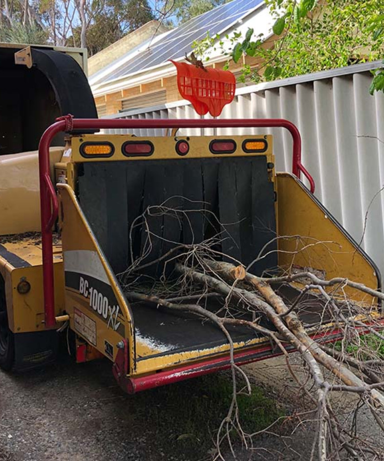 Tree Removal Perth | Certified Tree Removalists WA