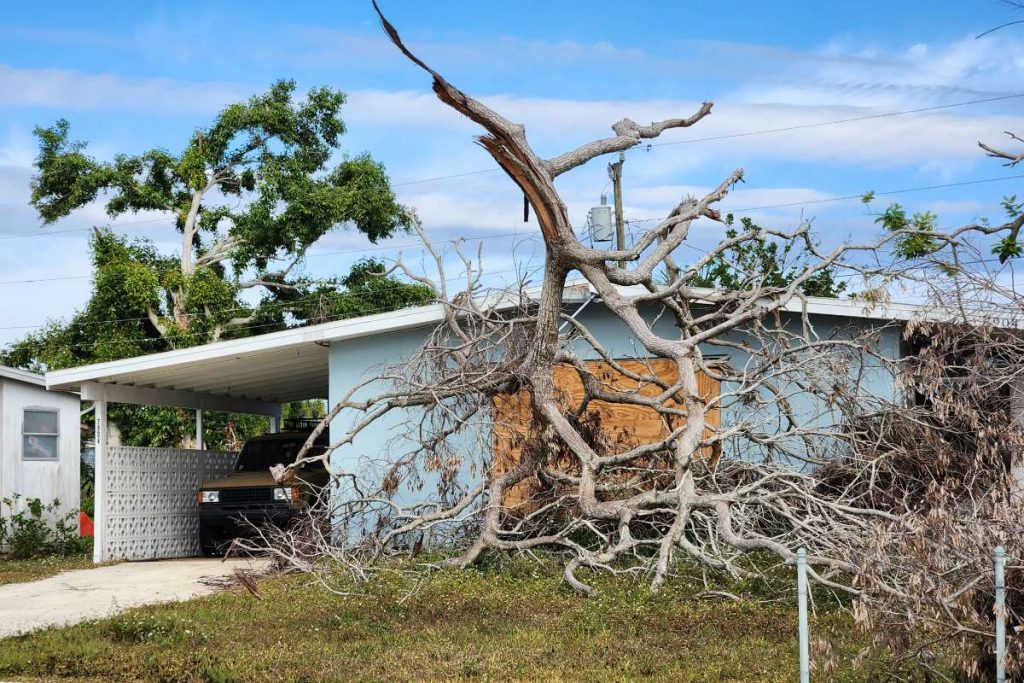 Fallen down tree after hurricane in Florida. Consequences of natural disaster.
